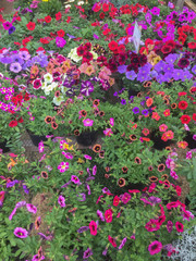 Fototapeta premium vivero, jardin, invernadero, flores, colores, colombia, nature, flor