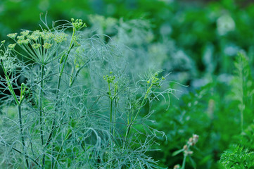 Fennel (Foeniculum vulgare) in growth at garden
