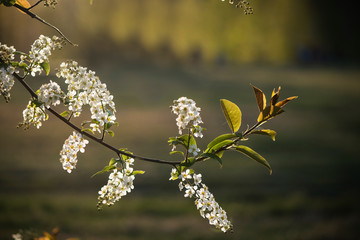 Blossom tree branches on sky blue background