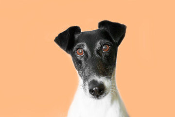 Cute dog on orange color background. Fox Terrier breed. Pet portrait.