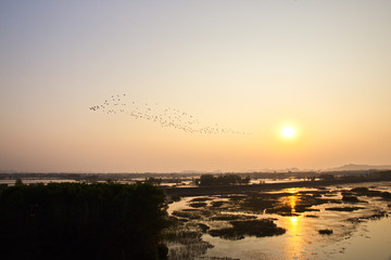 Egret flocks in Van Long Natural Reserve, Vietnam.