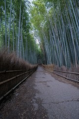 Arashiyama Bamboo Forest in summer morning, Kyoto, Japan