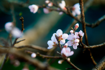 Peach blossoms in early Spring