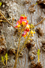 Naklejka premium Cannon Ball tree flowers in a pagoda in Southern Vietnam
