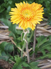 yellow flower in garden