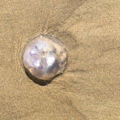 jellyfish on sand