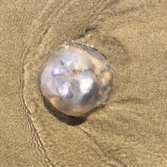 jellyfish on beach
