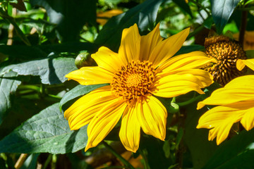 Yellow flower