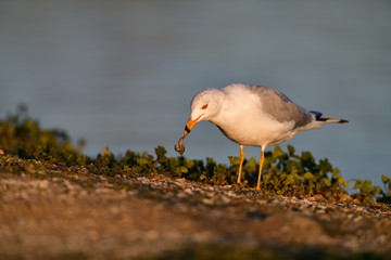 A Gull with a Clam