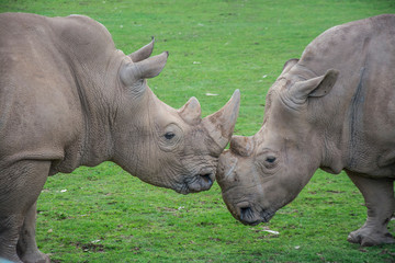 Obraz premium Rhinos in the Natural Park of Cabárceno, Santander, Spain