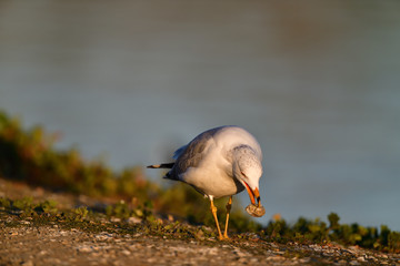 A Gull with a Clam