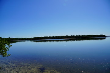 Florida palm harbor beach landscape