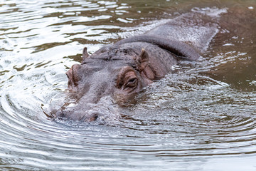 Fototapeta premium カバ