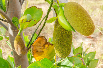 Blooming Jackfruit Tree
