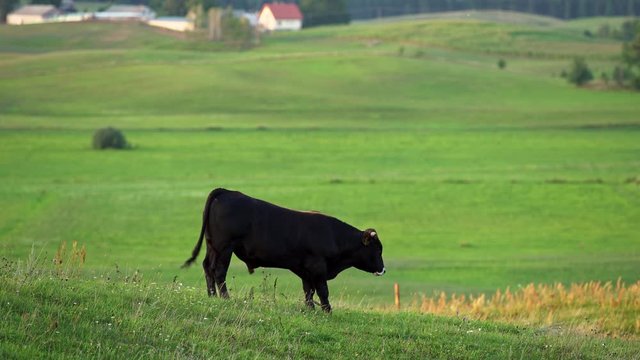 Black young bull on a green pasture. Farm animals.