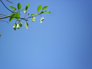 green leaves and blue sky