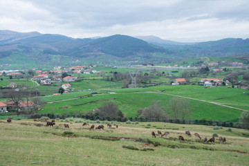 Fototapeta na wymiar wild animals and natural landscapes, natural park of Cabárceno, Cantabria, Spain
