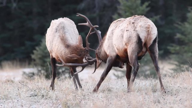 Elk fighting in Banff Canada Video Clip in 4k
