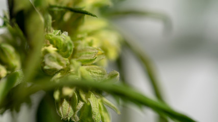 Fototapeta na wymiar Cannabis Hermaphrodite Marijuana Weed Plant with flower and seeds