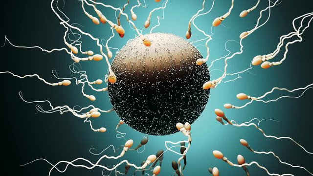 Fertilization, sperm marathon to fertilize the egg