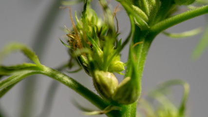 Cannabis Hermaphrodite Marijuana Weed Plant with flower and seeds