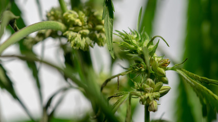 Cannabis Hermaphrodite Marijuana Weed Plant with flower and seeds