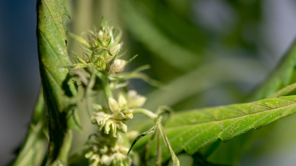 Cannabis Hermaphrodite Marijuana Weed Plant with flower and seeds
