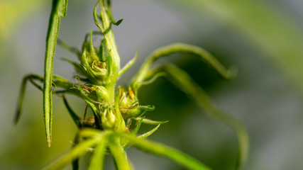 Cannabis Hermaphrodite Marijuana Weed Plant with flower and seeds