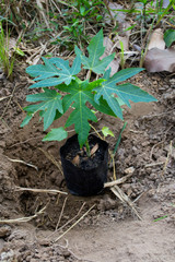 Papaya seedlings, popular tropical fruit.