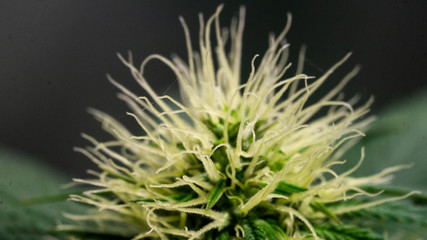 Cannabis Bud Marijuana Bud Weed Bud Macro Close Up