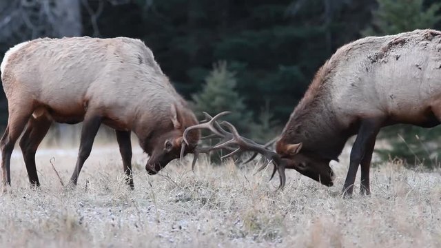Elk fighting in Banff Canada Video Clip in 4k
