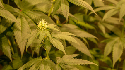 Cannabis Plant with bud grow Marijuana Plant Weed Diesel 