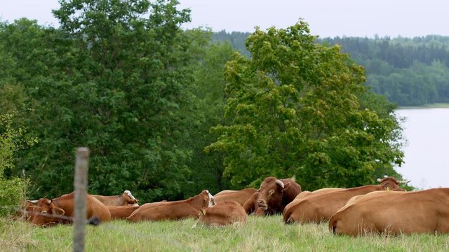 Cows on the meadow. A herd of brown cows resting on a green meadow after a meal.