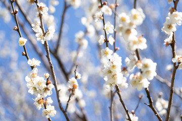 Plum blossom