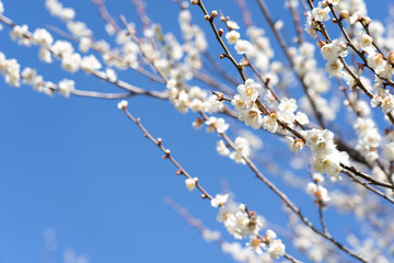 Plum blossom
