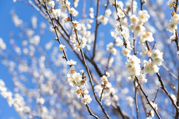 Plum blossom