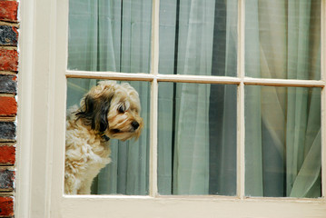 A dog patiently waits for his best friend to come home