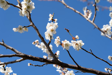 Plum blossom