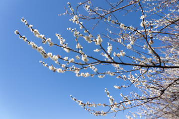 Plum blossom