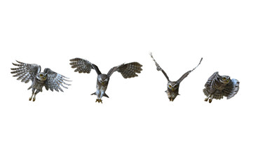 An owl flying action collection,Spotted owlet