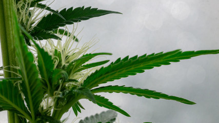 Cannabis Bud Plant Bloom Dr. Greenthumb seeds