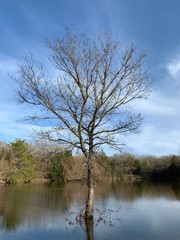 tree on lake