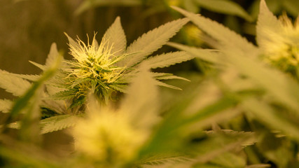 Cannabis Weed Diesel Bud Growning In Indoor with Led Cob Marijuana Garden