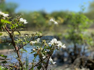Berry Blossoms
