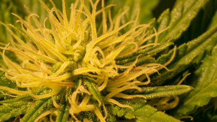 Cannabis Weed Diesel Bud Growning In Indoor with Led Cob Marijuana Garden