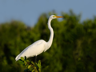 Great Egret Closeup Portrait against Green Trees