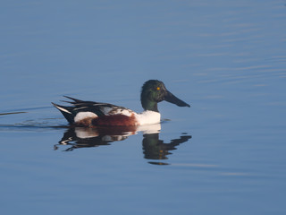 Northern Shoveler with Reflection Swimming in Blue Water