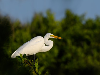 Great Egret Closeup Portrait against Green Trees