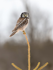 Northern Hawk Owl Perched on Top of Spruce Tree in Winter