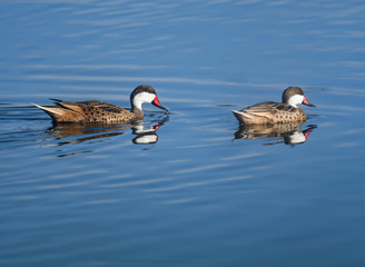 Male and Female White-cheeked Pintails with Reflection Swimming in Blue Water